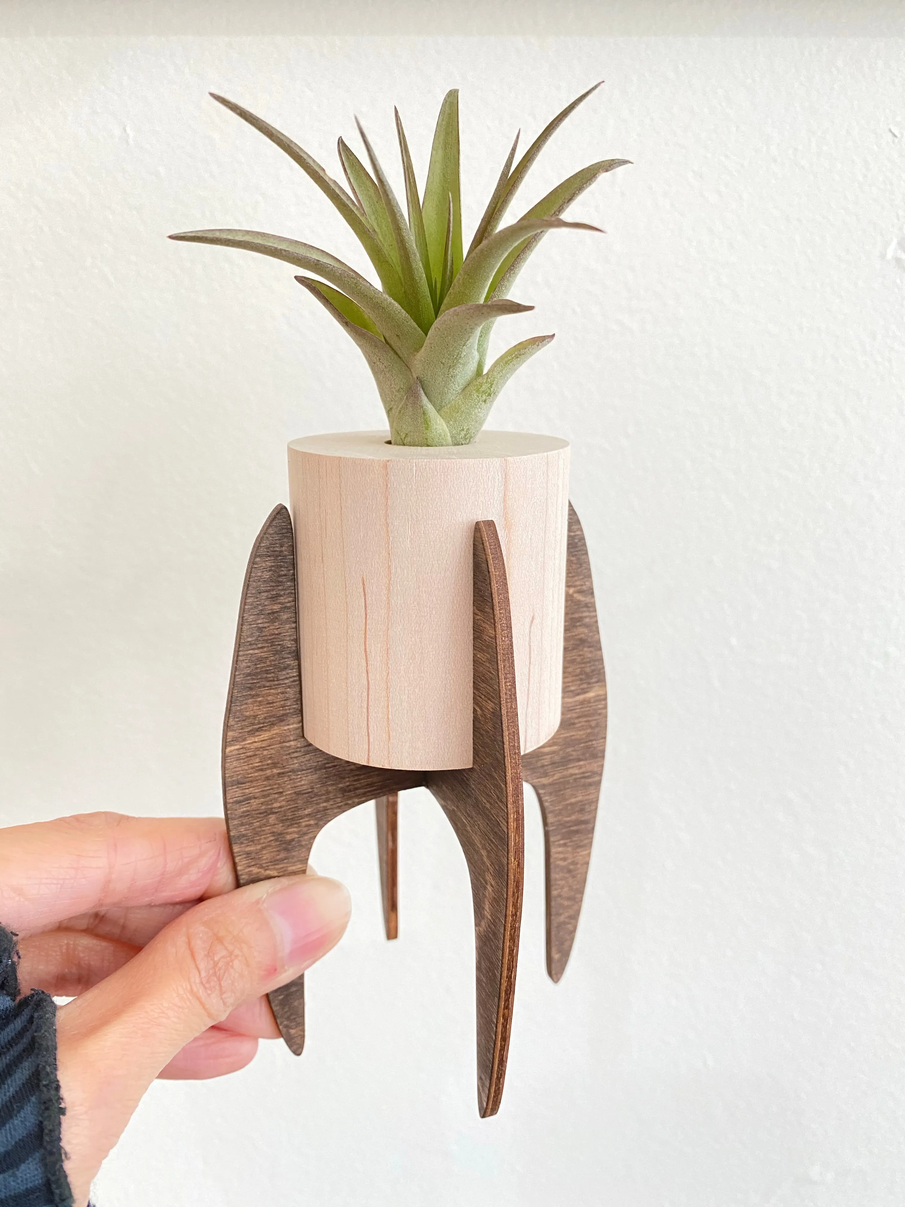 Large Modern Air Plant Stand